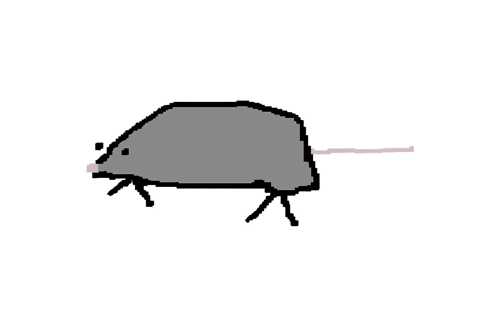 小鼠鼠